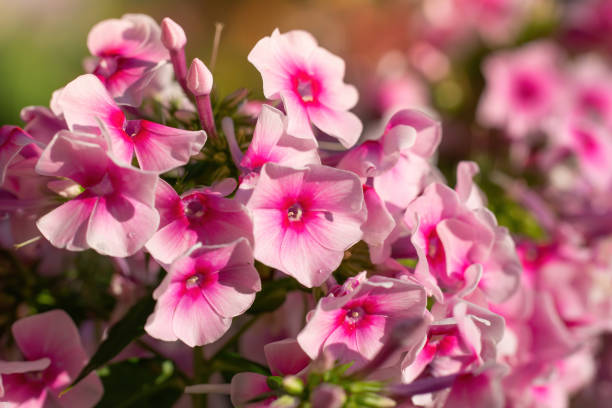 istock Pink phlox flower close up. 1341269762