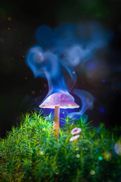 The brown magic mushroom in smoke between the green moss on the ground in the dark fairytale forest.