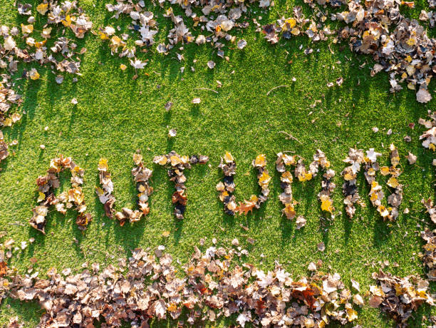 istock The Autumn word written with leaves 1341269845