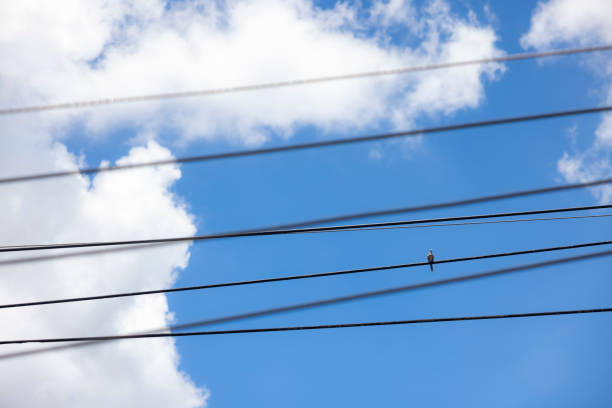 Pigeon perched on a power line on a clear day with blue sky and white clouds in the background.