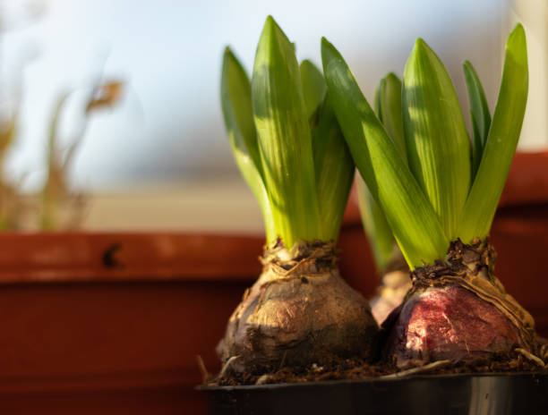 istock Pots with bulging hyacinths placed at the window in the sunlight 1341269962