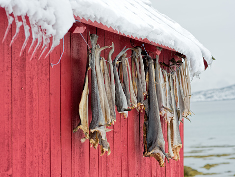 Stockfish hanging under roof of red fishing lodge on Lofoten Islands, Norway