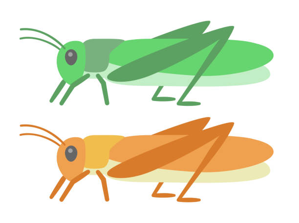 ilustracja jadalnej szarańczy wędrownej - locust stock illustrations