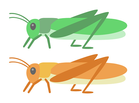 Illustration of edible migratory locust