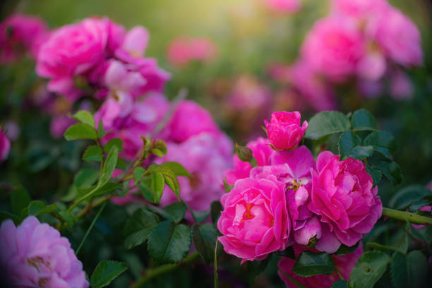 istock Rose flower on a green blurred background. 1341270396