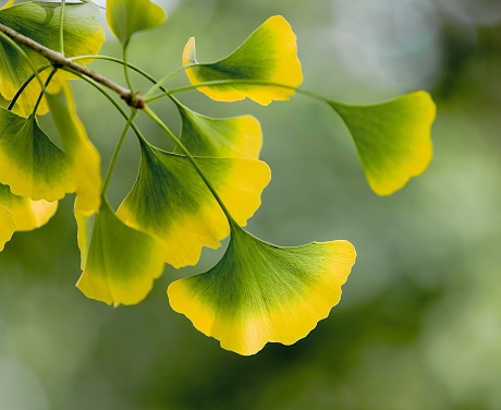 Ginkgo biloba green leaves on a tree. Ginkgo Biloba Tree Leaves on light sky.