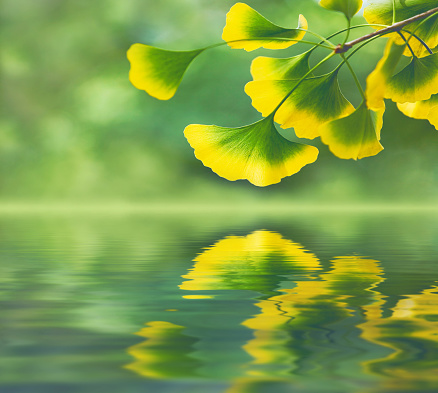 Reflection of Ginkgo leaves in autumn colors on water surface