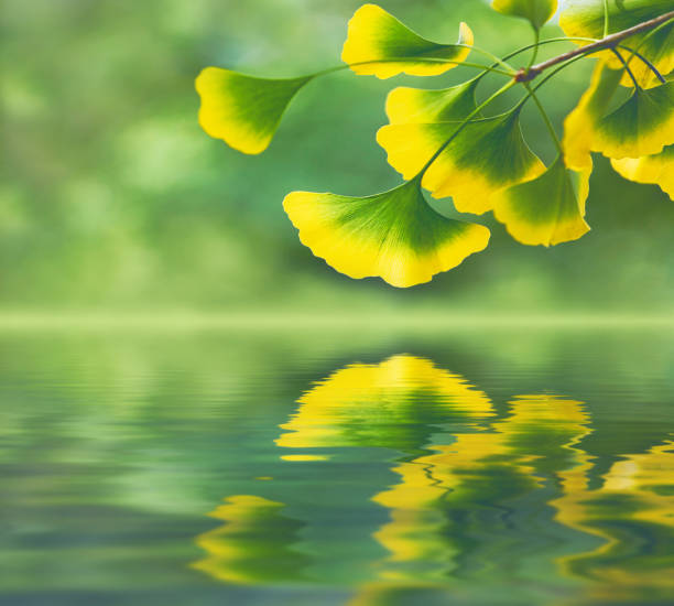 odbicie liści miłorzębiących w jesiennych kolorach na powierzchni wody - ginkgo ginkgo tree leaf water zdjęcia i obrazy z banku zdjęć