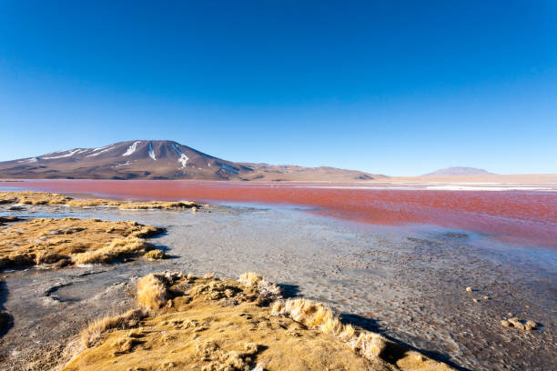 istock Laguna Colorada view, Bolivia 1341271246