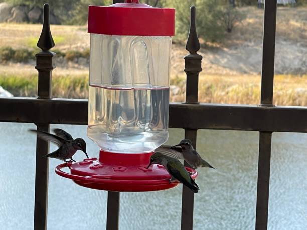 istock Hummingbird sucks water 1341271619