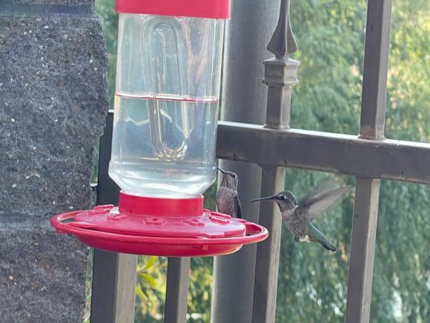 Hummingbird sucks water