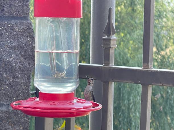 istock Hummingbird sucks water 1341271630
