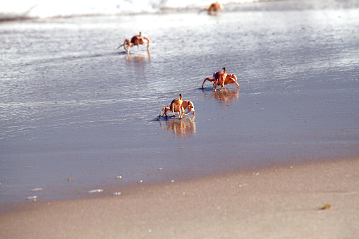 3 crabs running on the sand as a wave rolls back.