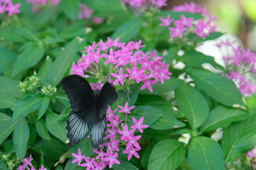 Magnificent and colorful butterfly inside its natural and purple flower and green plants and fauna.