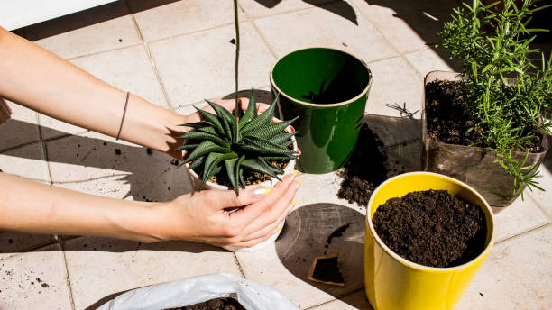 istock Women holding and repotting plant 1341274241