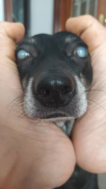 istock a blind pinscher dog with his owner 1341275810