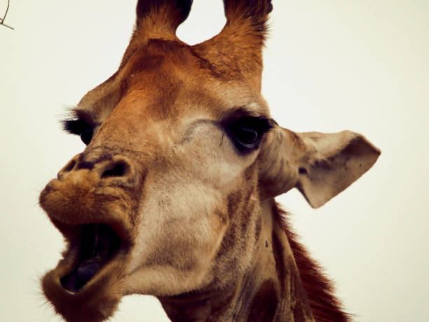 giraffe in lustiger pose - animal animal neck cute safari animals stock-fotos und bilder