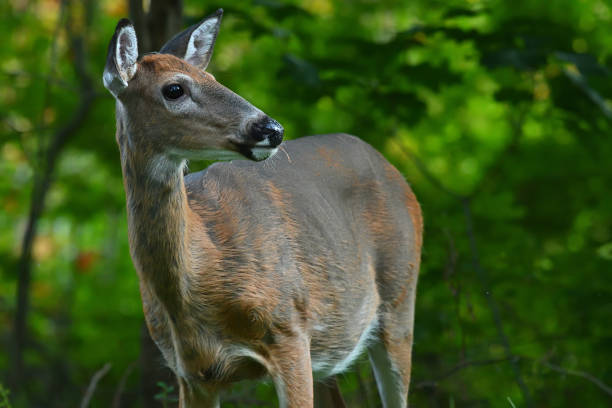 istock White-tailed deer in late summer/early fall 1341277323