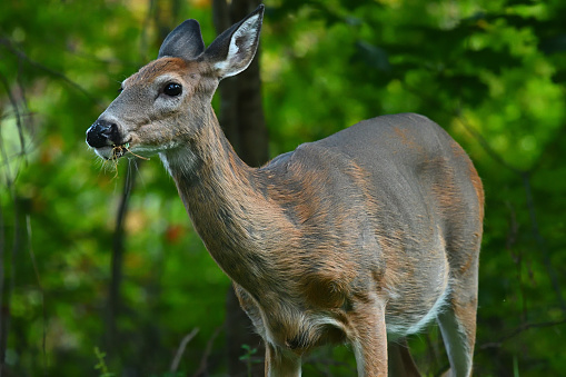 White-tailed deer foraging in late summer/early fall, when the winter coat starts to grow. A doe at the forest edge near Bantam Lake in rural Connecticut.