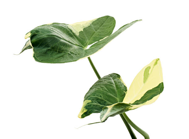 istock Caladium bicolor leaves, Caladium foliage isolated on white background, with clipping path 1341278377
