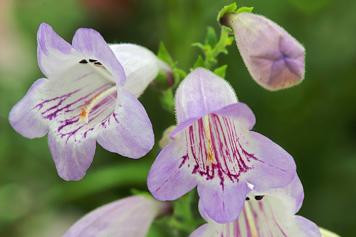 Closeup of purple and white Beard Tongue flowers.