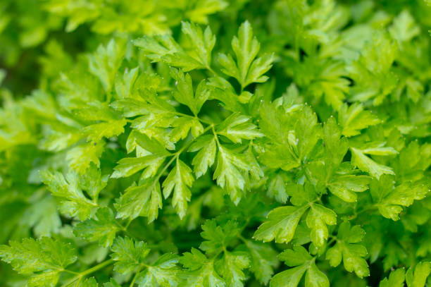 istock Macro view of fresh green parsley leaves 1341278643