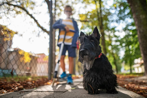 kleiner junge, der an einem herbsttag mit seinem hund spazieren geht - dog walking child little boys stock-fotos und bilder