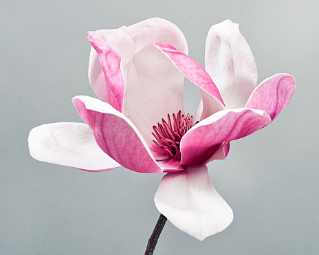 Flor de Magnolia liliiflora, Flor de magnolia de lirio sobre fondo gris, Flor de magnolia púrpura photo
