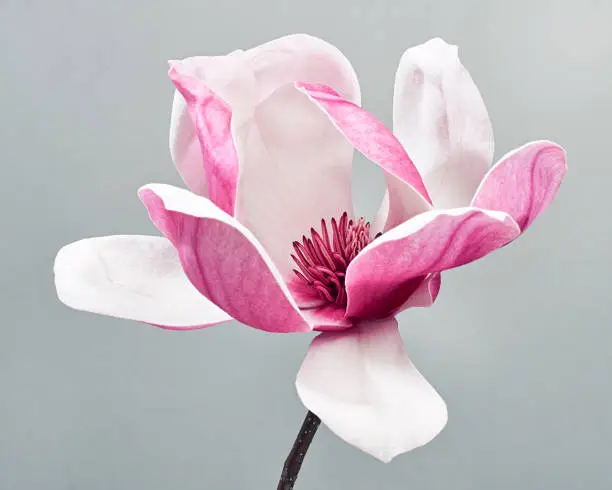Photo of Magnolia liliiflora flower, Lily magnolia flower on gray background, Purple magnolia flower