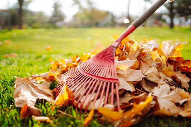 istock Rake with fallen leaves in the park. 1341279849