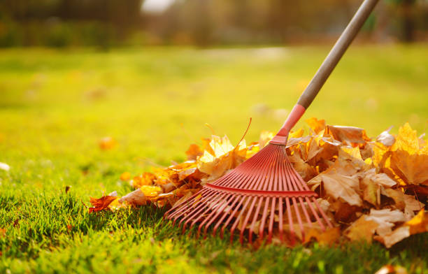 istock Rake with fallen leaves in the park. 1341279869