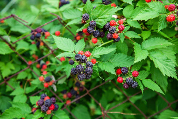 istock Black raspberry of berries ripening 1341280538