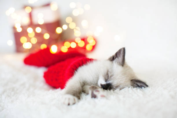 istock Kitten sleep in christmas hat 1341280583