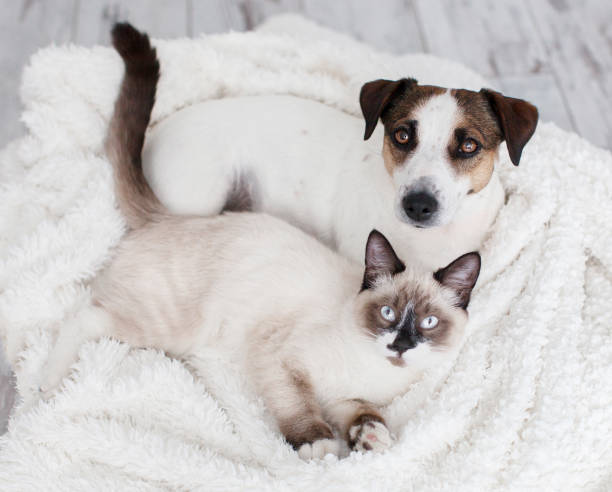 istock Cat and dog together under white plaid 1341280584