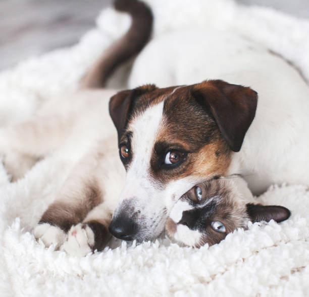 istock Cat and dog together on white plaid 1341280587