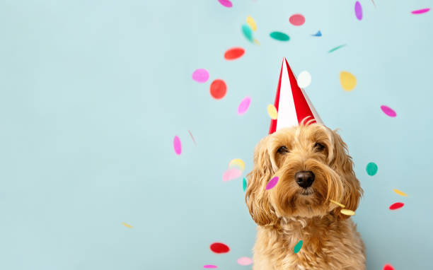 Cute dog celebrating at a birthday party stock photo