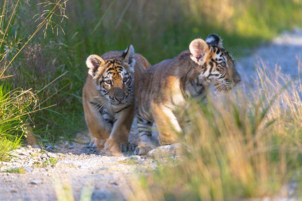istock Two cute Bengal tiger cubs are walking outdoors. 1341281181