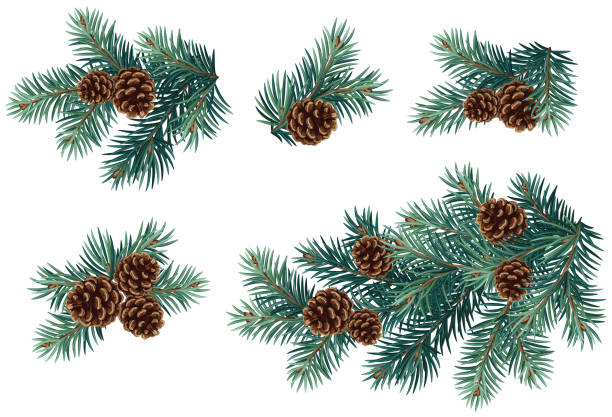 Realistic vector Christmas isolated tree branches with pine cones Realistic vector Christmas isolated tree branches with pine cones pinecone stock illustrations