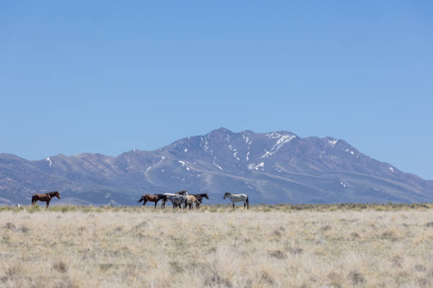 istock Wild Horses in the Utah Desert 1341282300