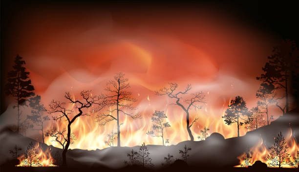 Vector forest fire, pine trees in fire flames Vector forest fire, pine trees in fire flames wildfire smoke stock illustrations
