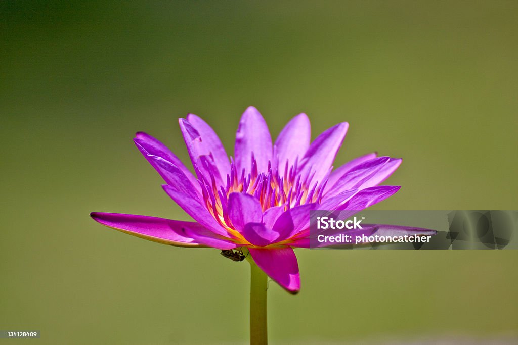 Fleur de lotus - Photo de Arbre en fleurs libre de droits