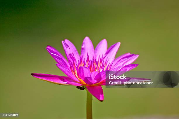 Photo libre de droit de Fleur De Lotus banque d'images et plus d'images libres de droit de Arbre en fleurs - Arbre en fleurs, Asie, Assis en tailleur