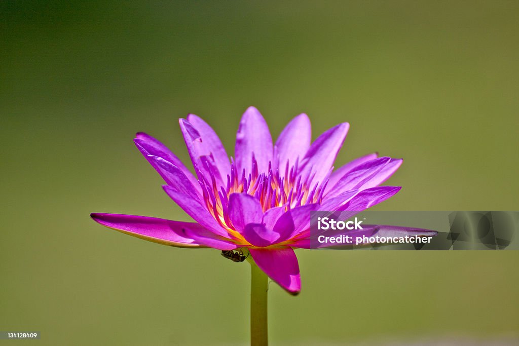 Fiore di loto - Foto stock royalty-free di Acqua