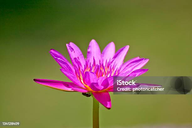 Fiore Di Loto - Fotografie stock e altre immagini di Acqua - Acqua, Aiuola, Ambientazione esterna