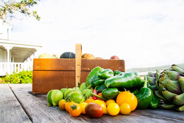 Freshly picked vegetables from the home garden. Photographed in North America