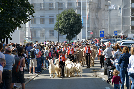 Urnaesch, Appenzell Outer Rhodes, Switzerland-September 18st 2021: A boy and six farmers  in traditional Swiss costumes \nbring the goats and cows in a traditional procession \ncalled \