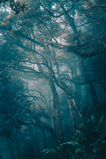 Mystical forest in fog, silhouettes of tree branches in blue fog