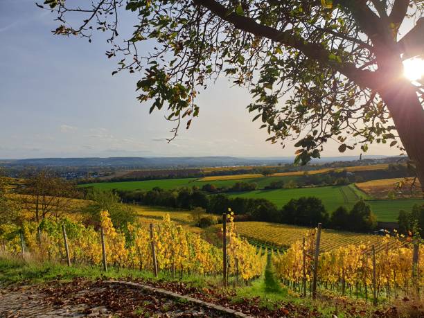 istock Scenic autumn vineyard in the sun 1341286985