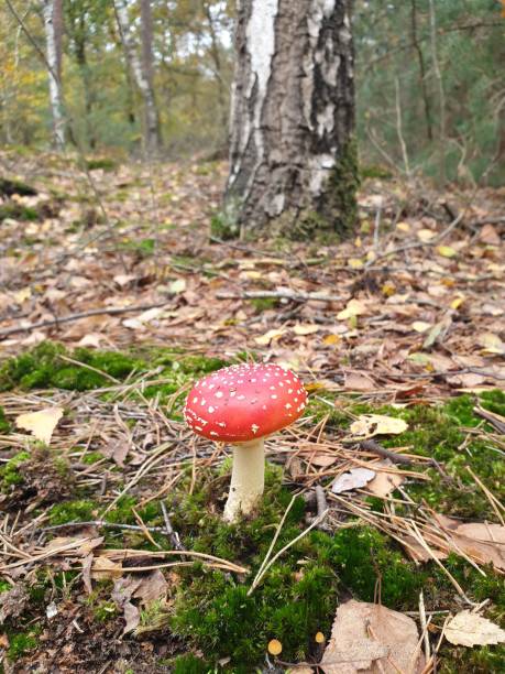 istock Mushroom in forest with autumn leaves 1341287163