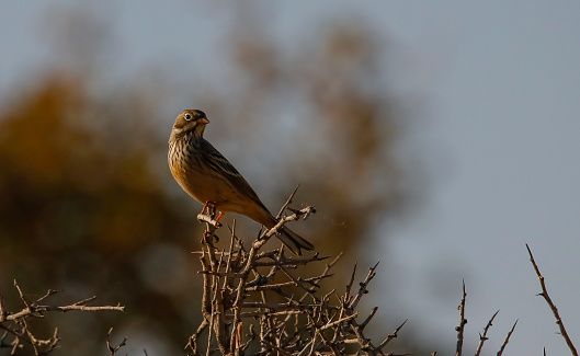 Ortolan Bunting (Emberiza hortulana) is lives on arid mountain slopes in the Southeast region of Turkey during the summer months. It feeds on ants and plant seeds.